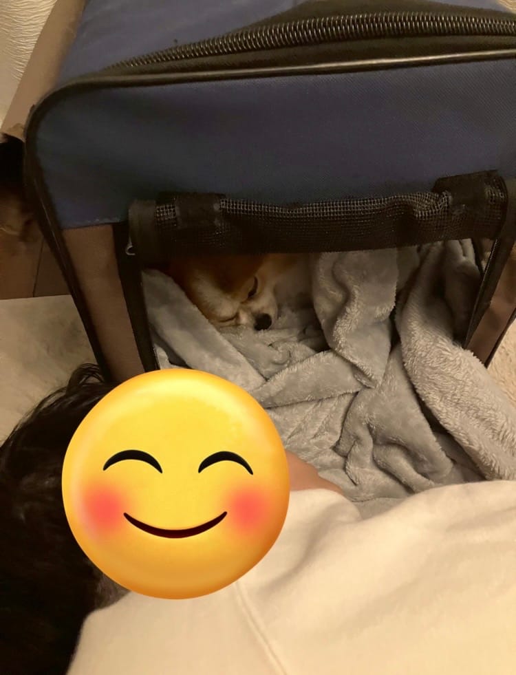 クレートで眠るちくわとそばで寝落ちしたぽん