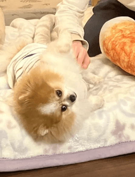 ローソファでくつろぐちくわ