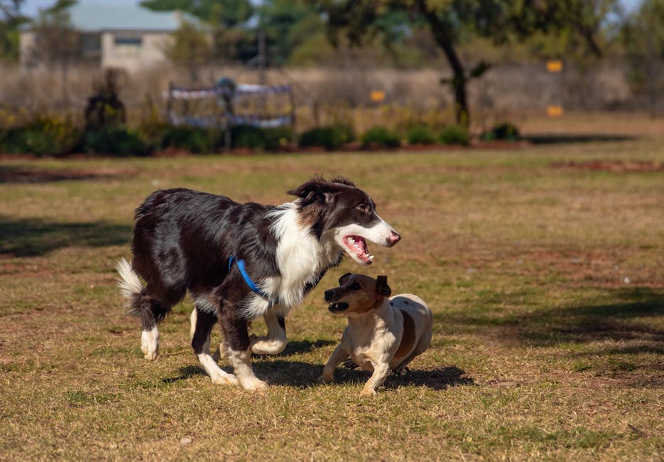 多頭飼いしたくなる気持ち、よくわかりますのイメージ写真